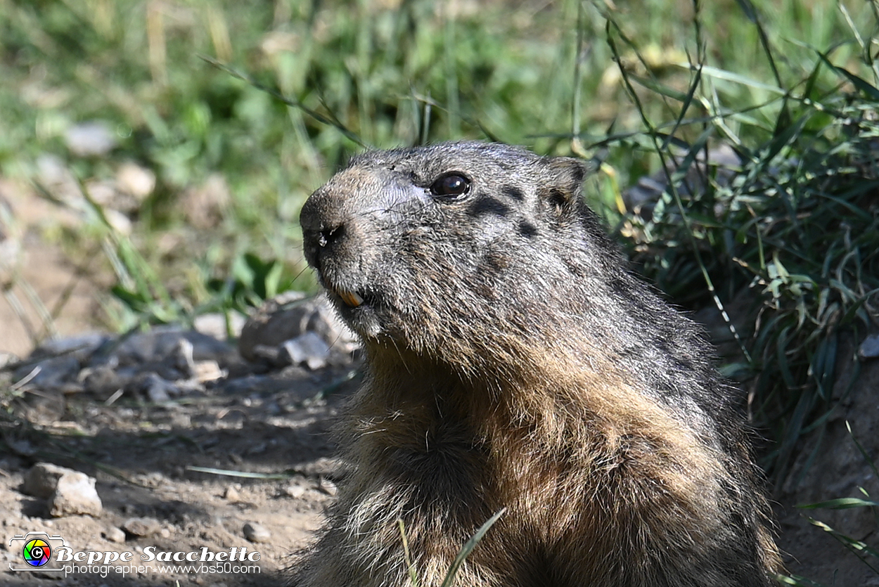 VBS_1 -  Plateau du Mont-Cenise, Grand Croix, Marmotte_-_0083 mt.jpg